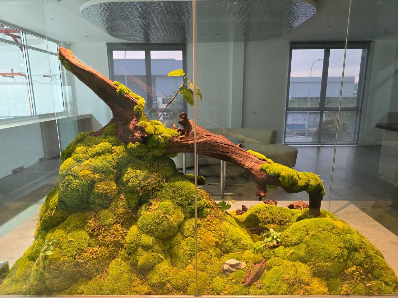 Preserved Moss commercial installation